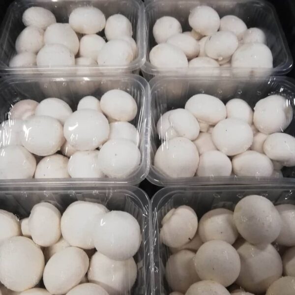 Szitás Máté csiperkegomba 1 kg