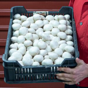 Szitás Máté csiperkegomba 6 kg