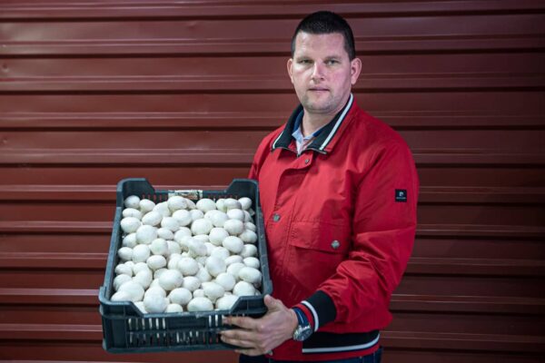 Szitás Máté csiperkegomba 6 kg rekesz